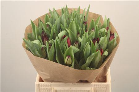 <h4>Tu En Toendra</h4>