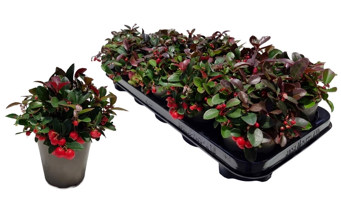 <h4>GAULTH PROCUMBENS</h4>