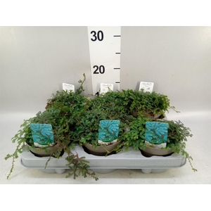 Selaginella uncinata 'Peacock'