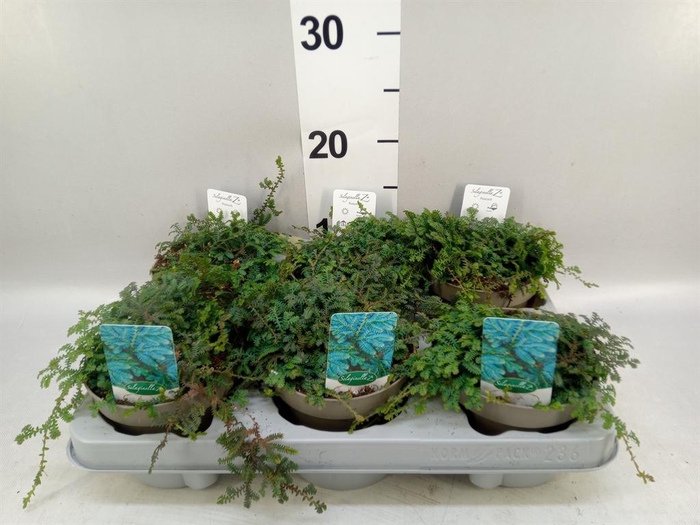 <h4>Selaginella uncinata 'Peacock'</h4>