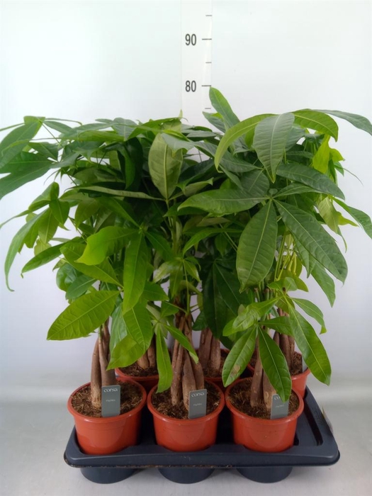 <h4>Pachira aquatica</h4>