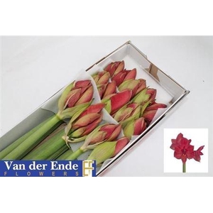 XXXX HIPP GA ISABELLA X18