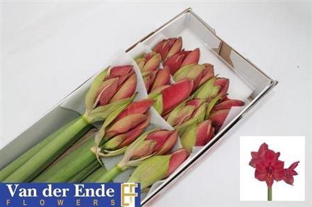 <h4>XXXX HIPP GA ISABELLA X18</h4>