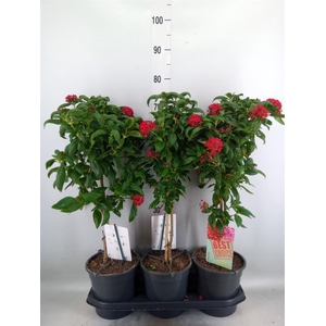 Pentas lanceolata 'Panic Red'