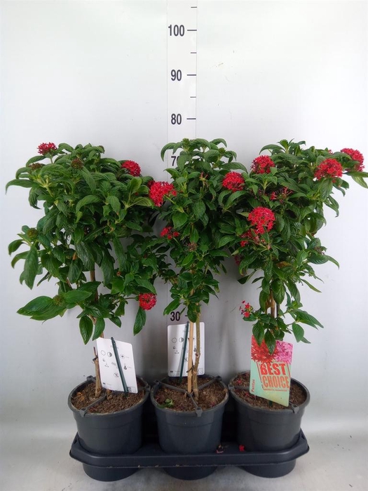 <h4>Pentas lanceolata 'Panic Red'</h4>