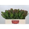 Leucadendron Laurel Yellow