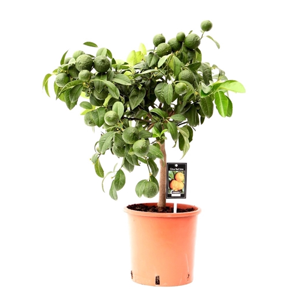 <h4>Citrus limon Red Lime</h4>