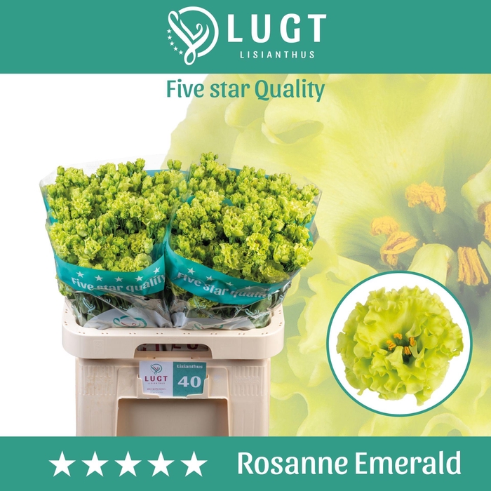 <h4>Lisianthus Rosanne Emerald</h4>