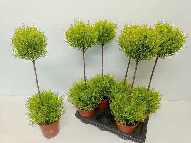 <h4>Cupressus macro. 'Goldcrest' .shape</h4>