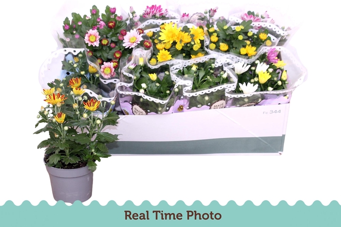 <h4>CHRYS GEM 6 KL</h4>