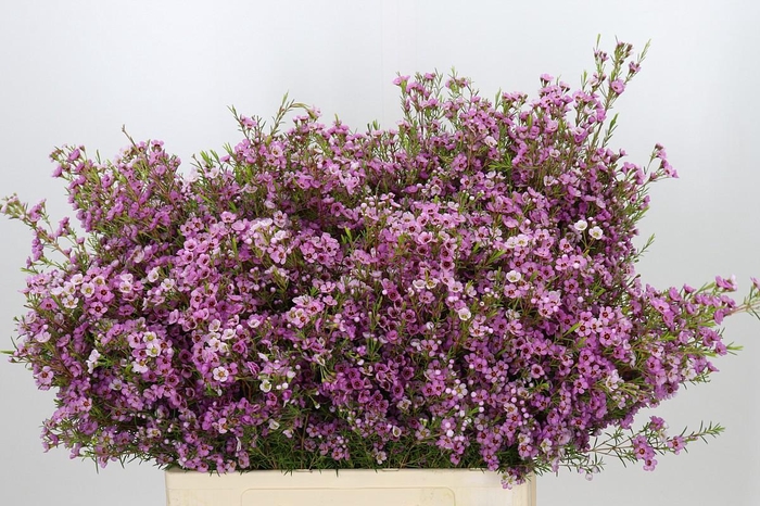 <h4>Chamelaucium Kerryn</h4>