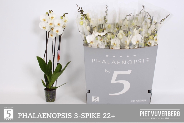 <h4>PHAL OV WIT</h4>