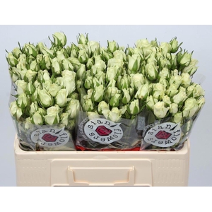 R TR POLA SENSATION+