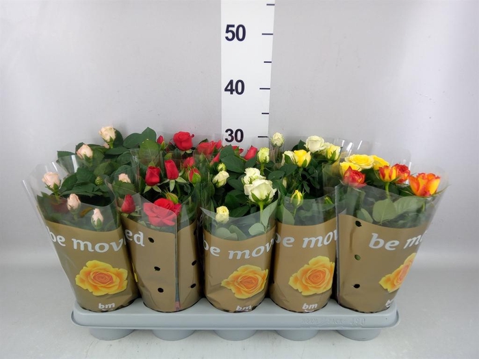 <h4>Rosa  'Beau Monde'   ...mix</h4>