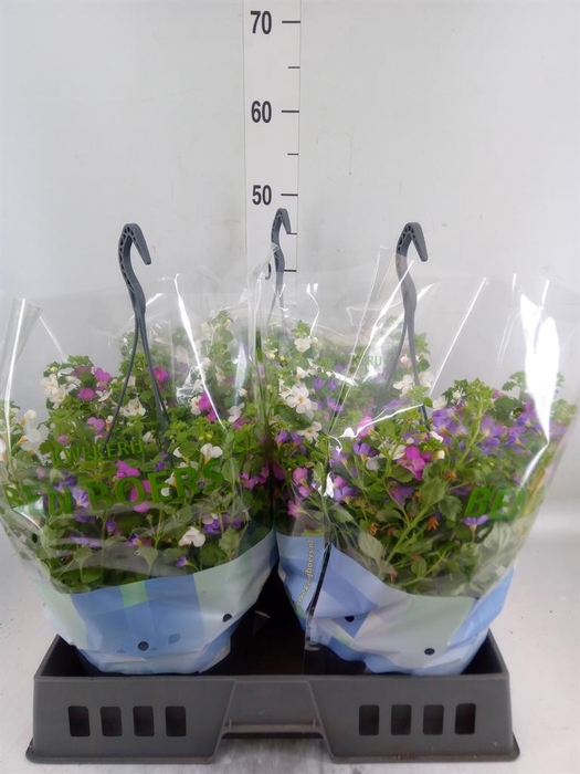 <h4>Sutera   ...</h4>