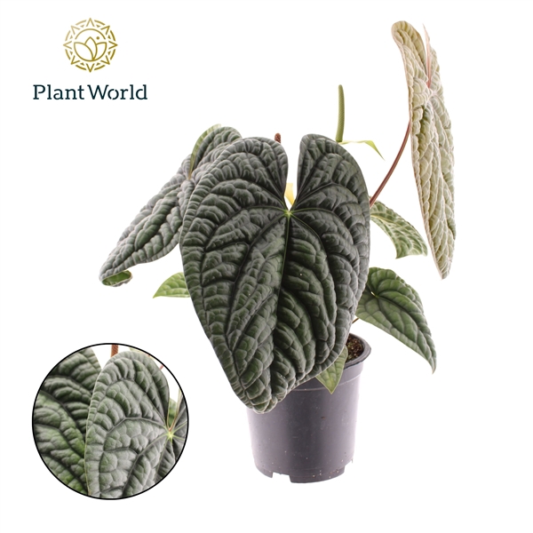 <h4>Anthurium Luxurian P19</h4>