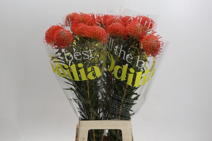 <h4>Nutans Succession</h4>