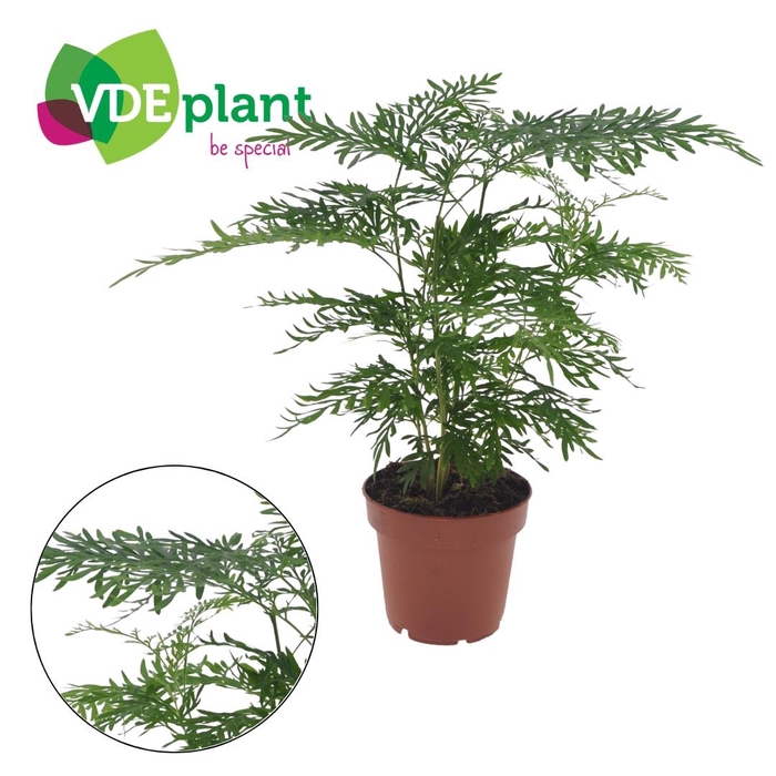 <h4>Grevillea</h4>