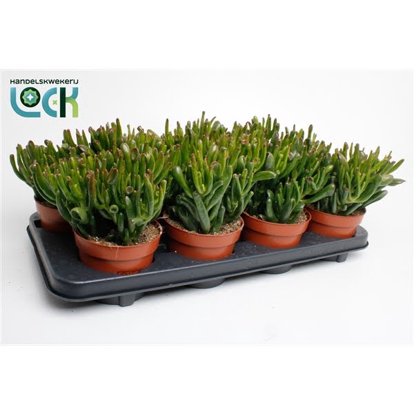 <h4>Crassula Horn Tree</h4>