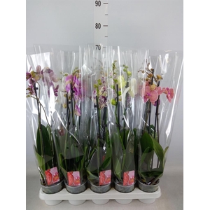 Phalaenopsis   ...mix