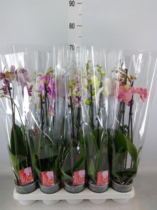 <h4>Phalaenopsis   ...mix</h4>