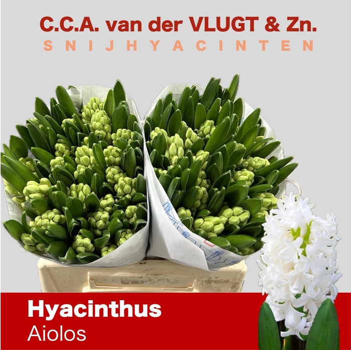 <h4>HYAC AIOLOS</h4>