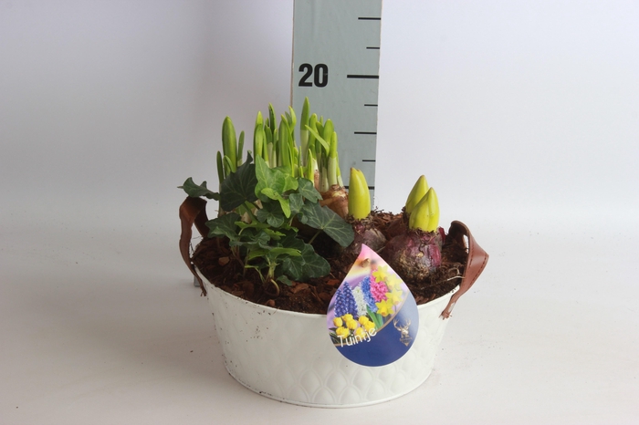 <h4>ARR TUINPLANTEN</h4>