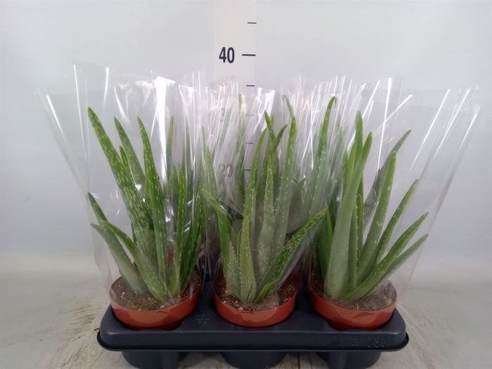 <h4>Aloe vera</h4>