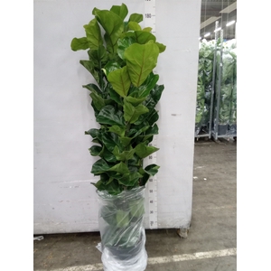 Ficus lyrata 'Bambino'