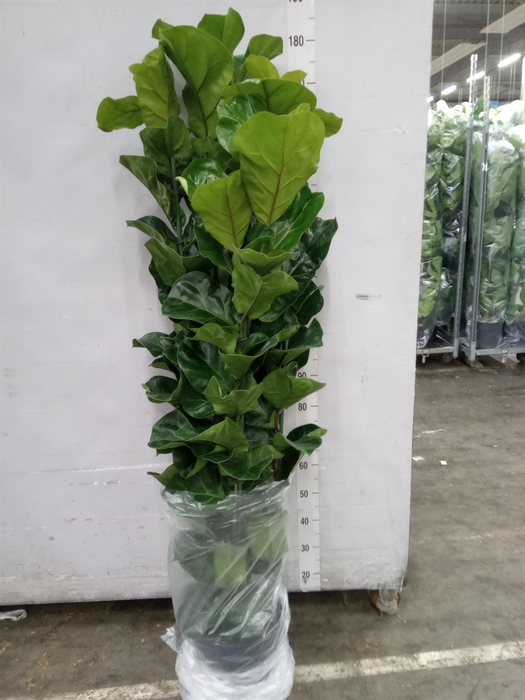<h4>Ficus lyrata 'Bambino'</h4>