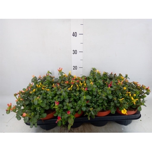 Portulaca   ...mix in pot