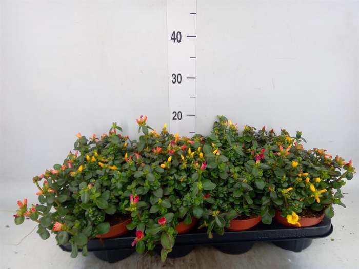 <h4>Portulaca   ...mix in pot</h4>