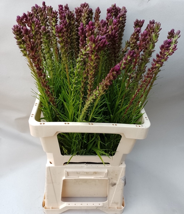 <h4>LIATRIS SPICATA</h4>