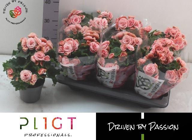 <h4>BEG DU BORIAS</h4>