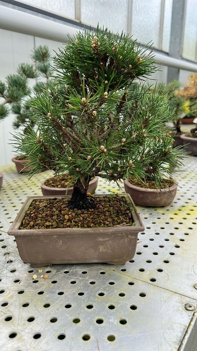<h4>Pinus thunbergii - Kotobuki, 17cm.</h4>