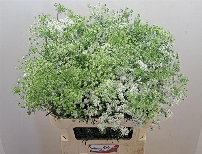 <h4>Ammi Majus</h4>