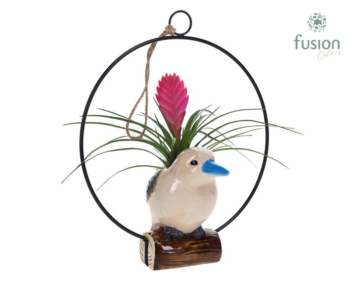 <h4>Keramiek vogels in de ring met Tillandsia</h4>