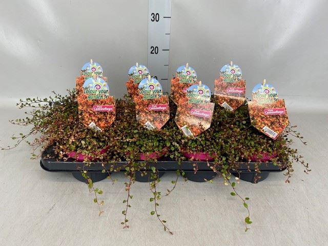 <h4>Muehlenbeckia com. 'Mao'ri'</h4>