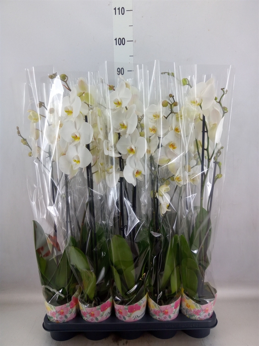 Phalaenopsis   ...white