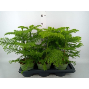 Araucaria heterophylla