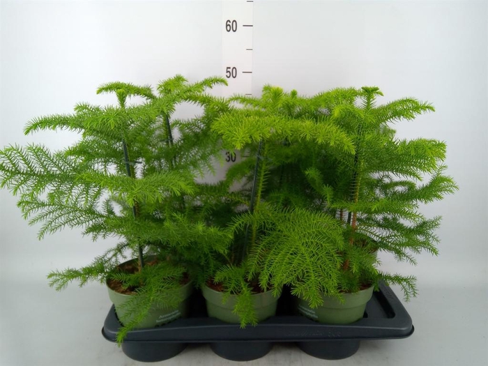 <h4>Araucaria heterophylla</h4>