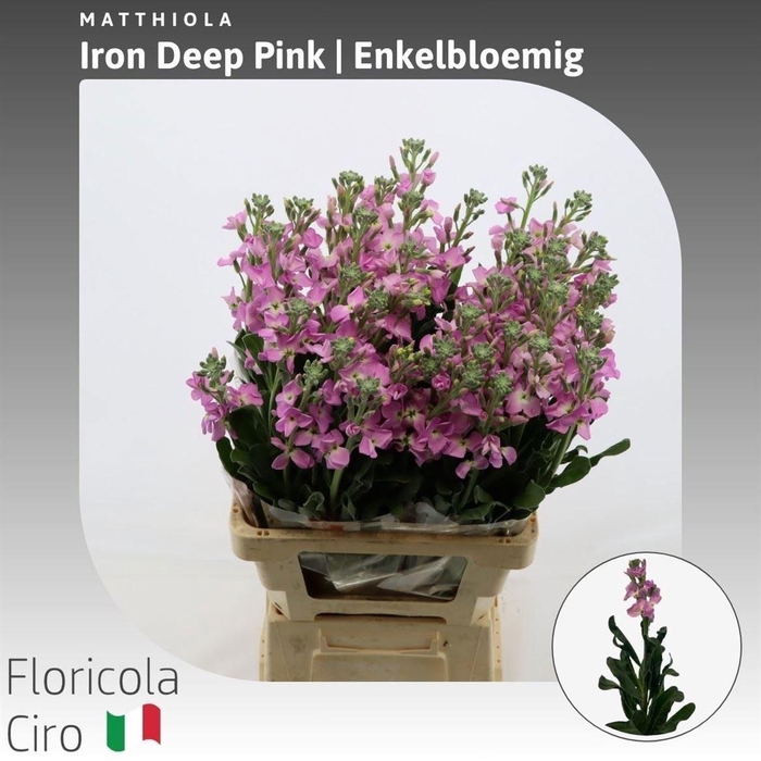 <h4>MATTH IRON DEEP PINK</h4>