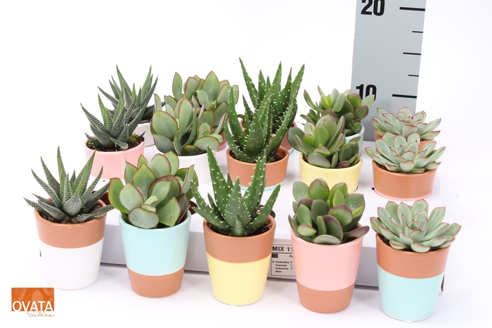 <h4>SUCC GEM 5 SRT</h4>
