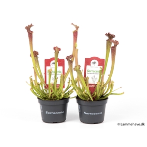 SARRACENIA PURPUREA P9 NR 104