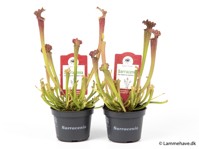 SARRACENIA PURPUREA P9 NR 104