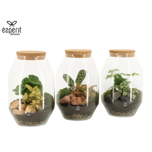90450: Terrarium arrangement