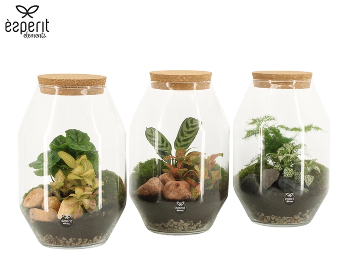 <h4>90450: Terrarium arrangement</h4>