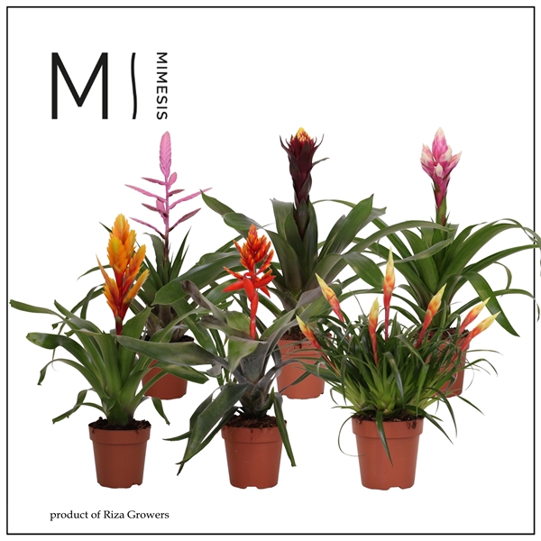 <h4>Mimesis Bromelia Royal Green - 12 cm</h4>