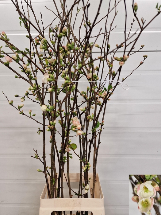 <h4>CHAENOMELES 'IVOOR'</h4>