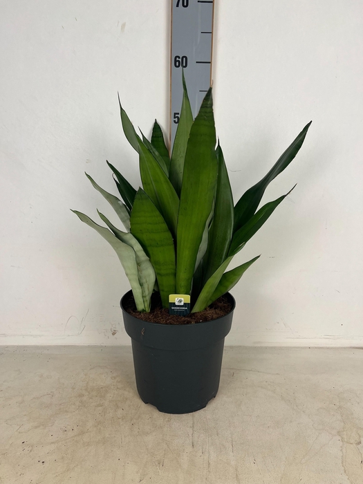 <h4>SANSEV MOONSHINE</h4>